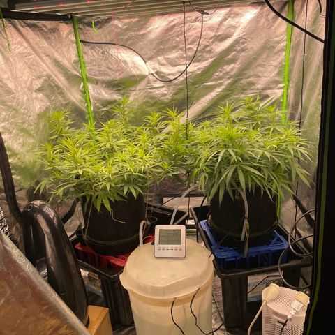 Future 1 photo growlog timeline photo