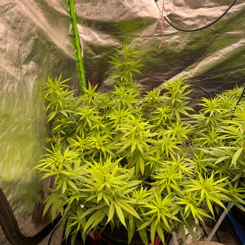Future 1 photo growlog timeline photo