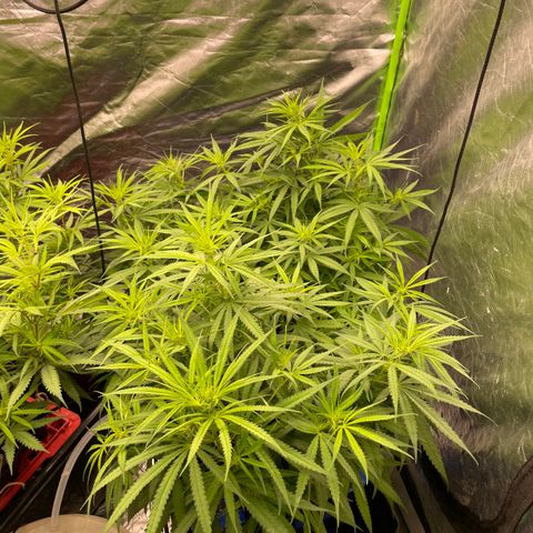 Future 1 photo growlog timeline photo
