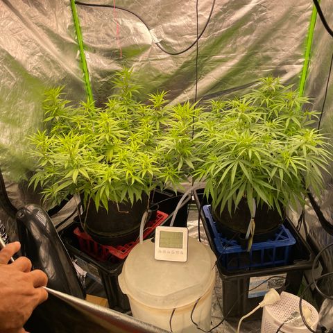 Future 1 photo growlog timeline photo