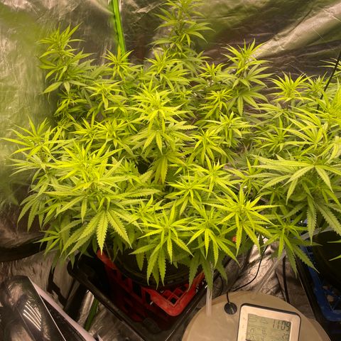 Future 1 photo growlog timeline photo