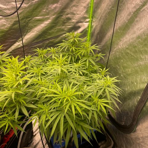 Future 1 photo growlog timeline photo