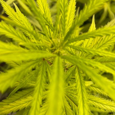 Future 1 photo growlog timeline photo