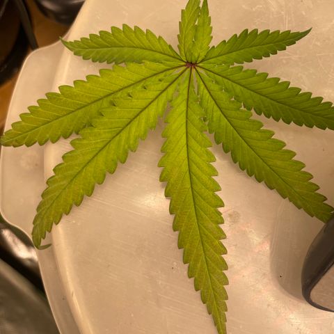 Future 1 photo growlog timeline photo