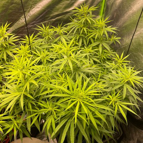 Future 1 photo growlog timeline photo