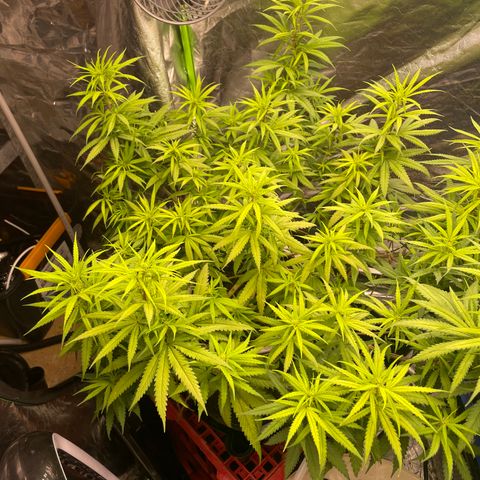 Future 1 photo growlog timeline photo