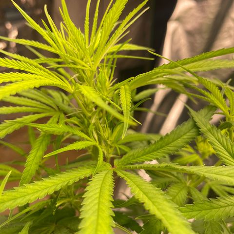 Future 1 photo growlog timeline photo