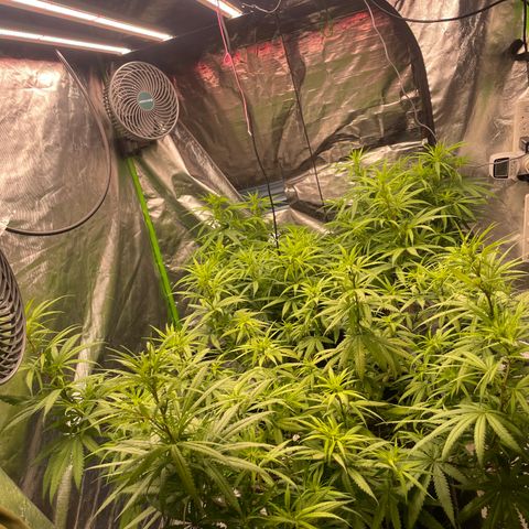 Future 1 photo growlog timeline photo