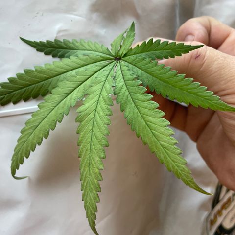 Future 1 photo growlog timeline photo