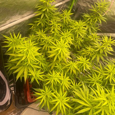 Future 1 photo growlog timeline photo