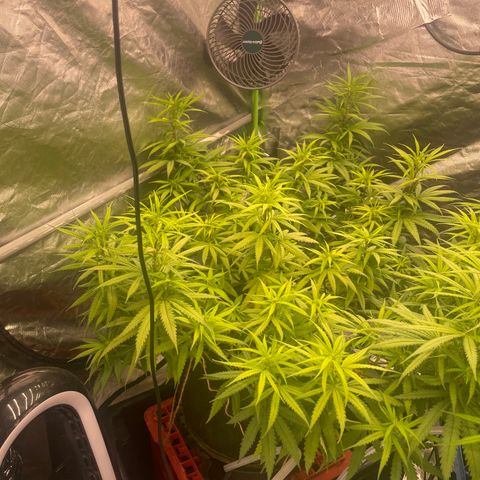 Future 1 photo growlog timeline photo