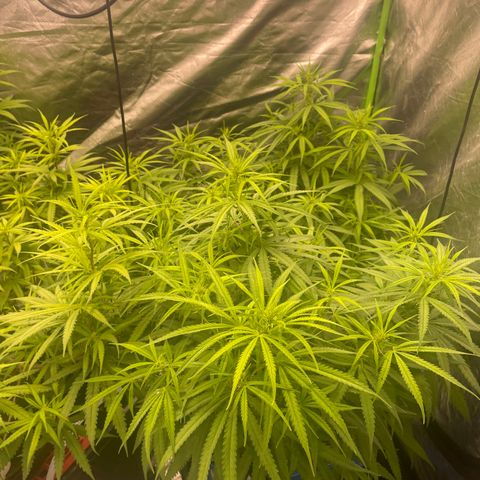 Future 1 photo growlog timeline photo
