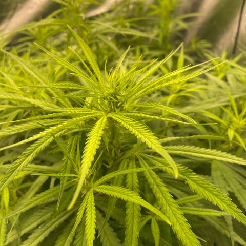Future 1 photo growlog timeline photo