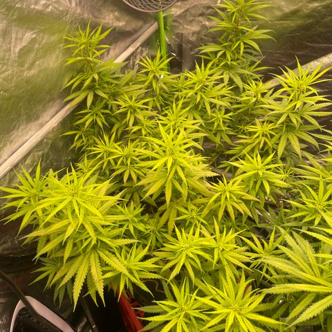 Future 1 photo growlog timeline photo