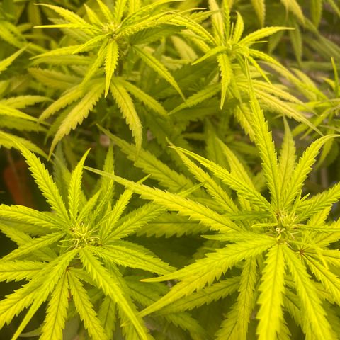 Future 1 photo growlog timeline photo
