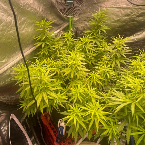 Future 1 photo growlog timeline photo