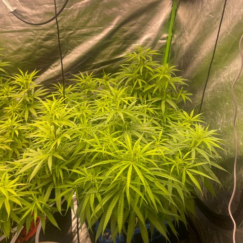 Future 1 photo growlog timeline photo