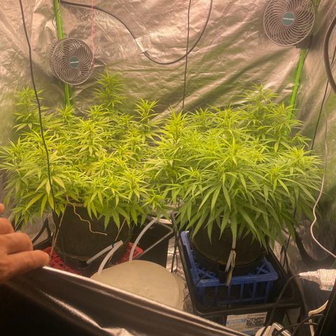 Future 1 photo growlog timeline photo