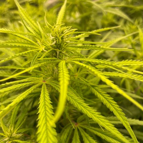 Future 1 photo growlog timeline photo