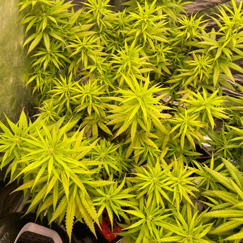 Future 1 photo growlog timeline photo