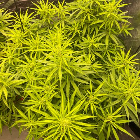 Future 1 photo growlog timeline photo