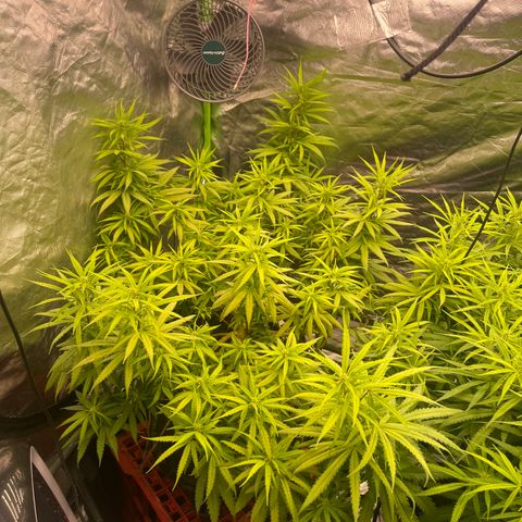 Future 1 photo growlog timeline photo