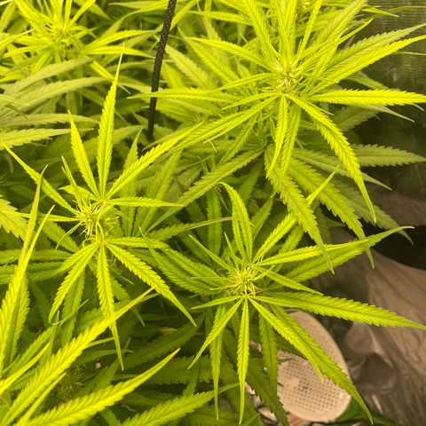 Future 1 photo growlog timeline photo