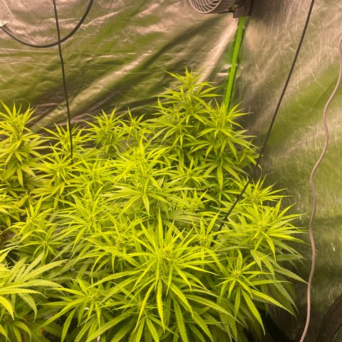 Future 1 photo growlog timeline photo