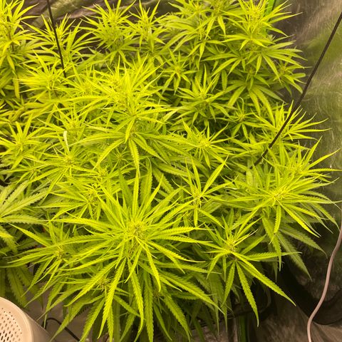 Future 1 photo growlog timeline photo