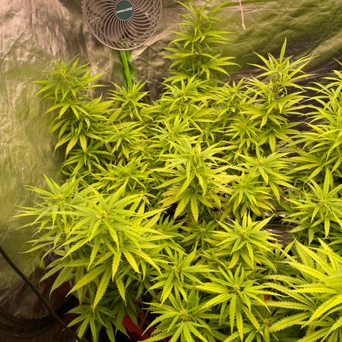 Future 1 photo growlog timeline photo