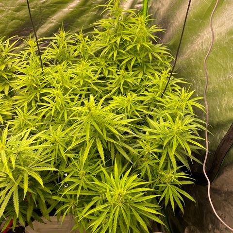 Future 1 photo growlog timeline photo