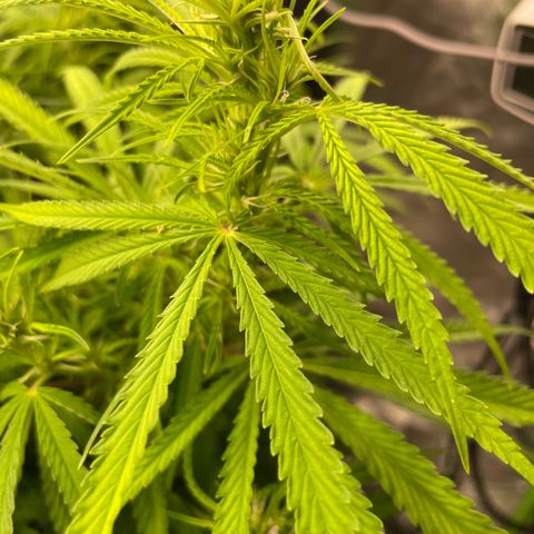 Future 1 photo growlog timeline photo