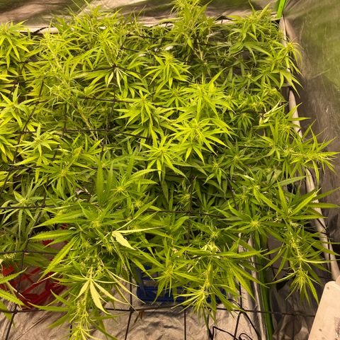 Future 1 photo growlog timeline photo