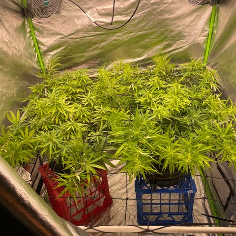 Future 1 photo growlog timeline photo