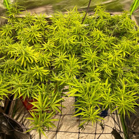 Future 1 photo growlog timeline photo