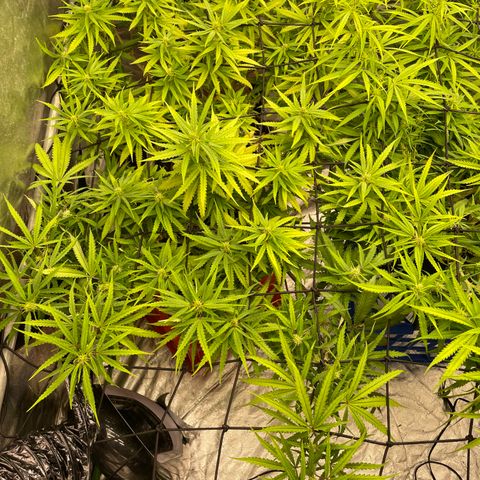 Future 1 photo growlog timeline photo