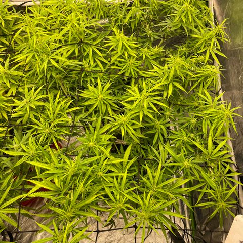 Future 1 photo growlog timeline photo