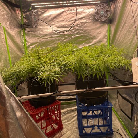Future 1 photo growlog timeline photo