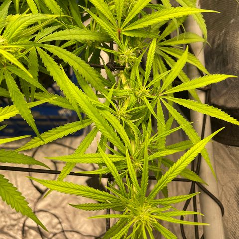 Future 1 photo growlog timeline photo