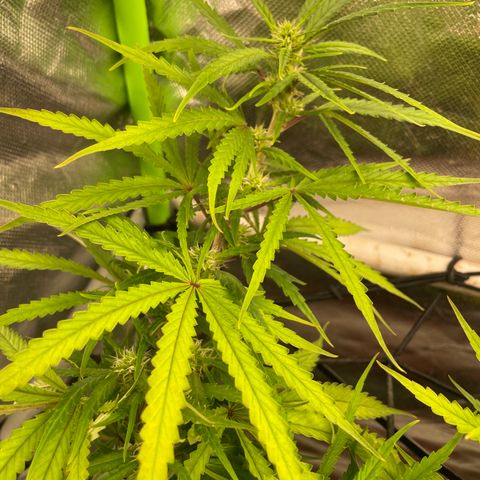 Future 1 photo growlog timeline photo