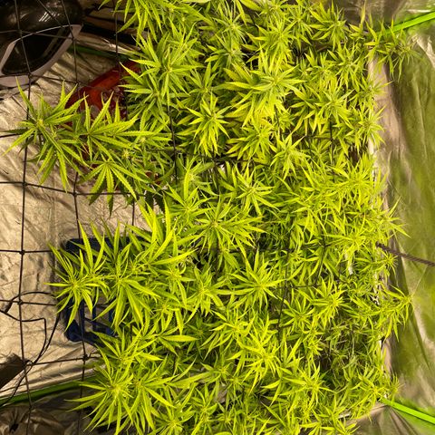 Future 1 photo growlog timeline photo