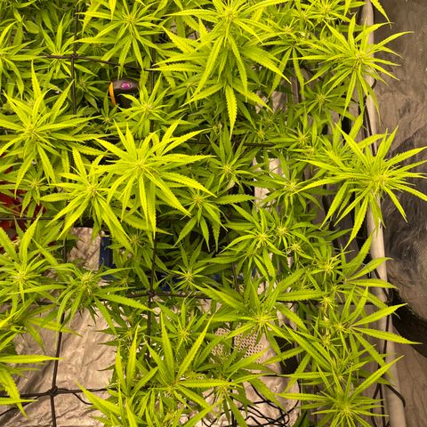 Future 1 photo growlog timeline photo