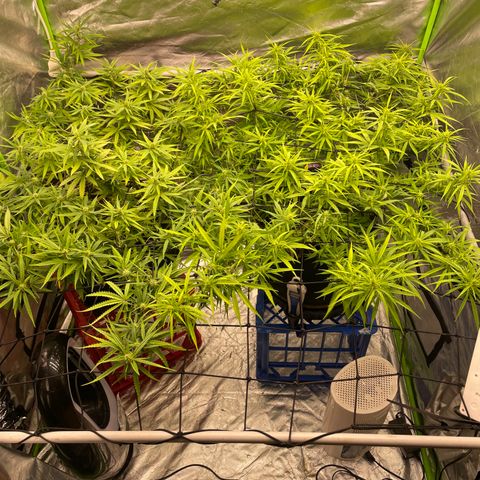 Future 1 photo growlog timeline photo