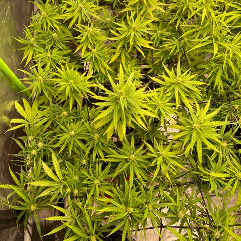 Future 1 photo growlog timeline photo