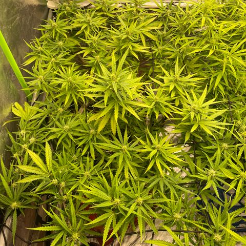 Future 1 photo growlog timeline photo