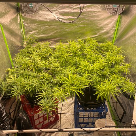 Future 1 photo growlog timeline photo