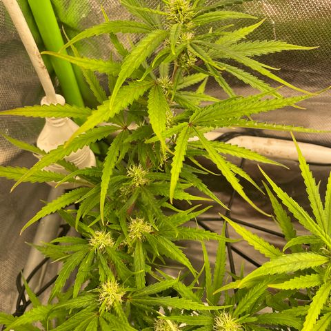 Future 1 photo growlog timeline photo