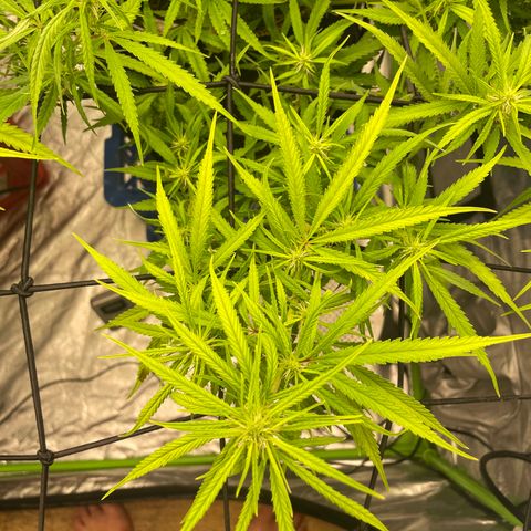 Future 1 photo growlog timeline photo