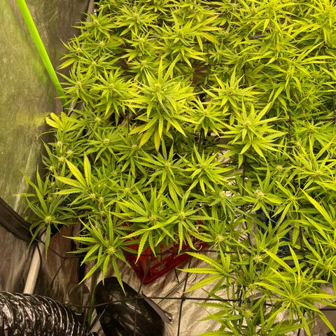 Future 1 photo growlog timeline photo