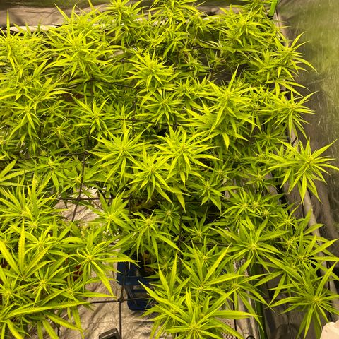 Future 1 photo growlog timeline photo